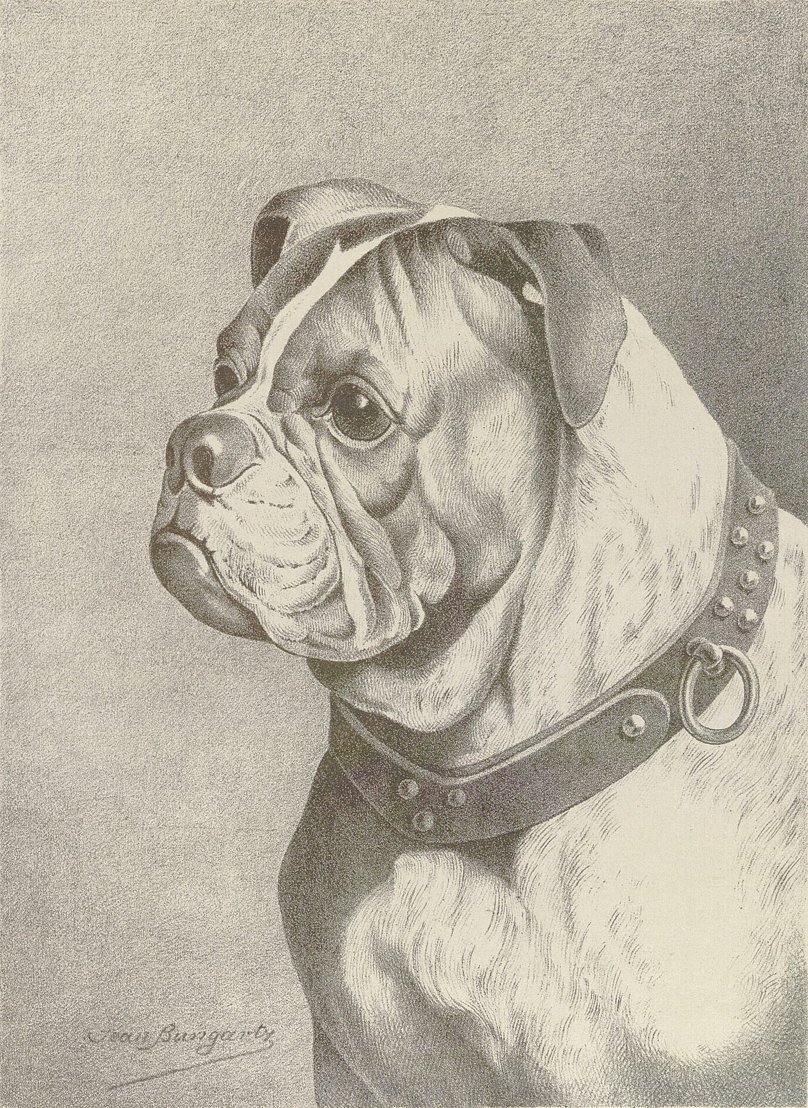 Nineteenth-century lithograph of an English Bulldog head in profile, wearing a studded leather collar. Jean Bungartz, Illustrirtes Muster-Hundebuch, Hamburg, 1890. Public domain.