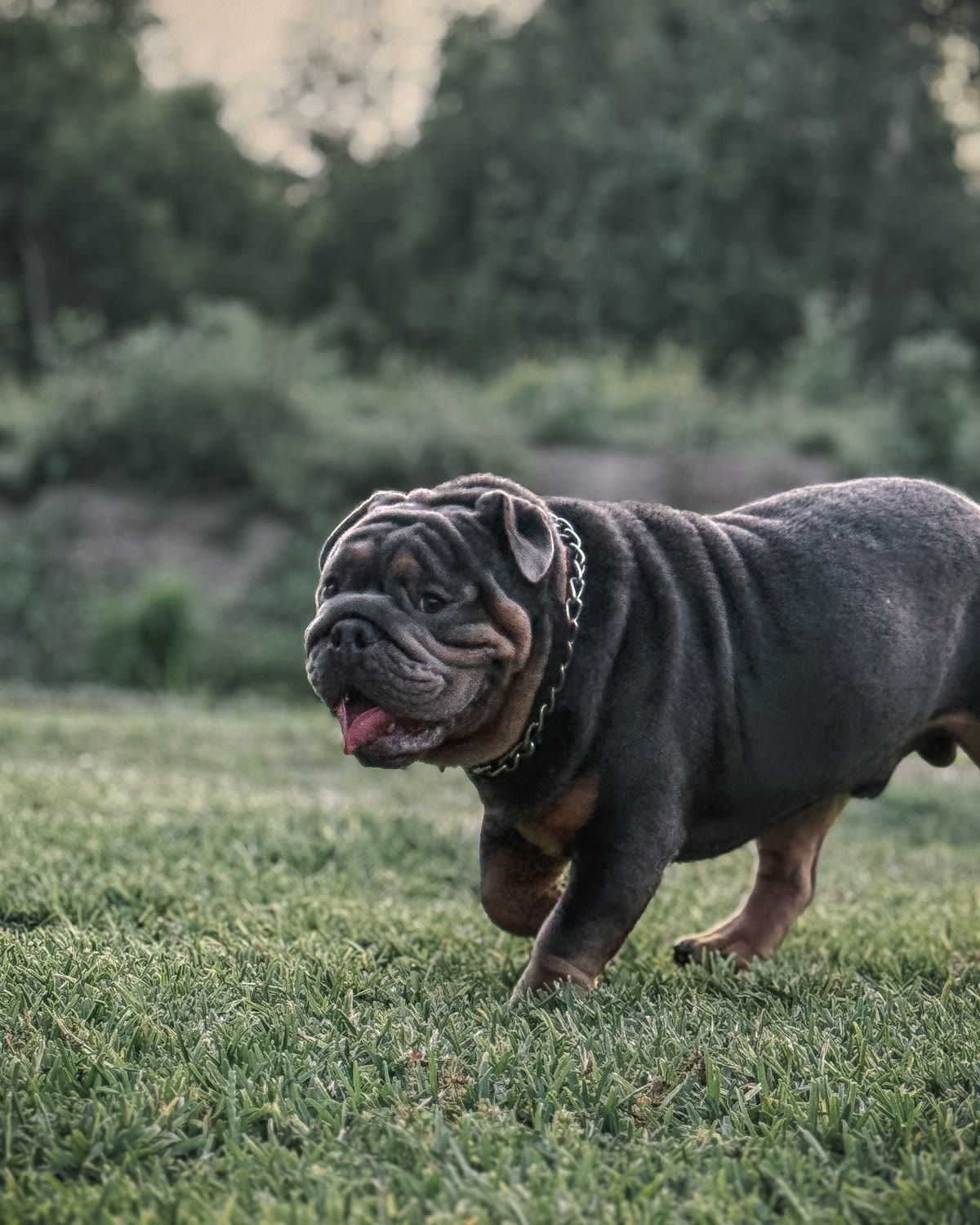Tank walking the yard in his collar