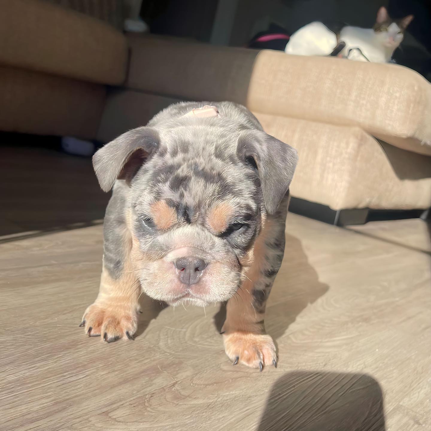 A blue tri merle English Bulldog puppy standing on a wood floor at home