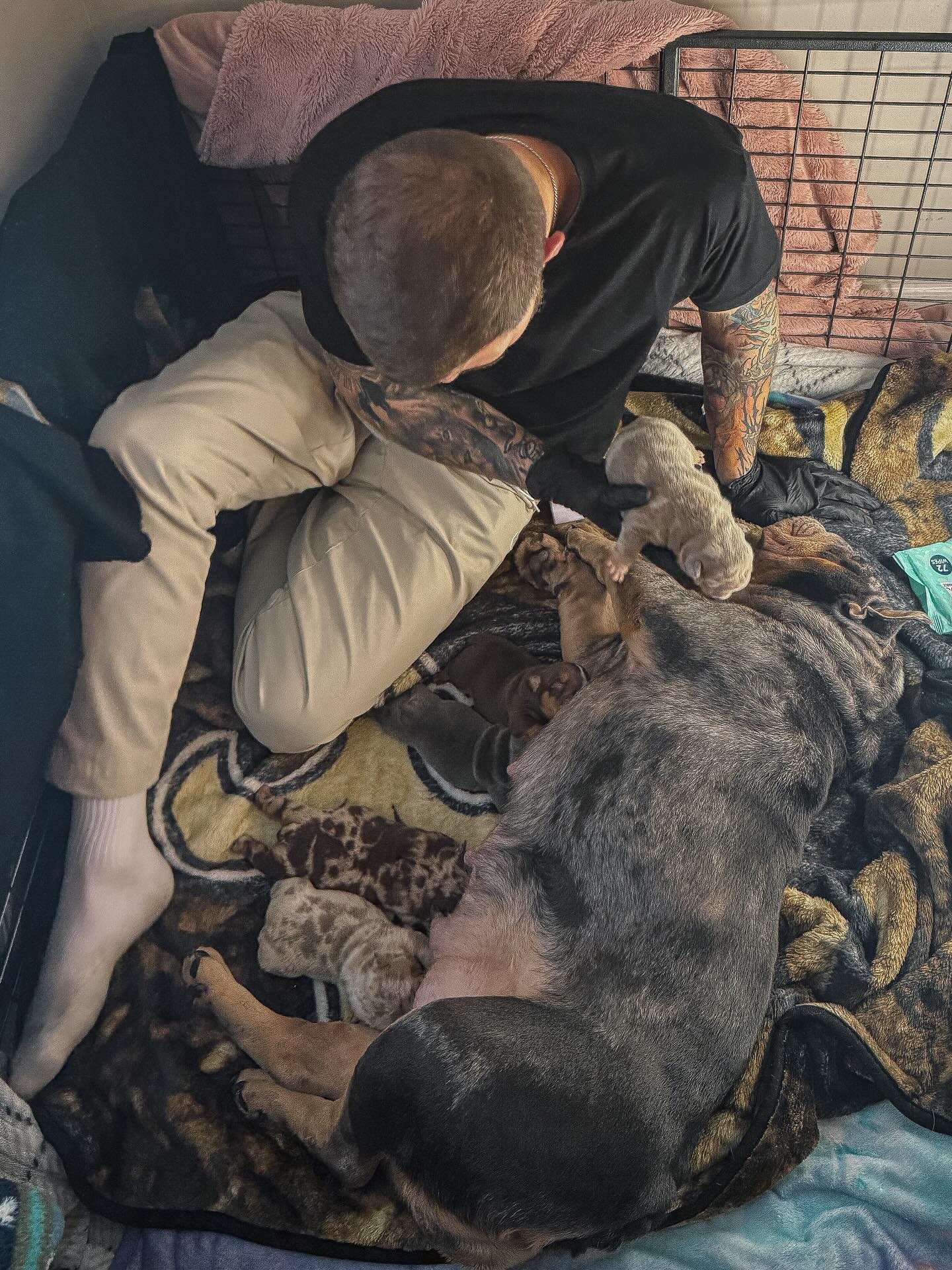 Logan kneeling in the whelping box beside PHAT MA and her newborn litter