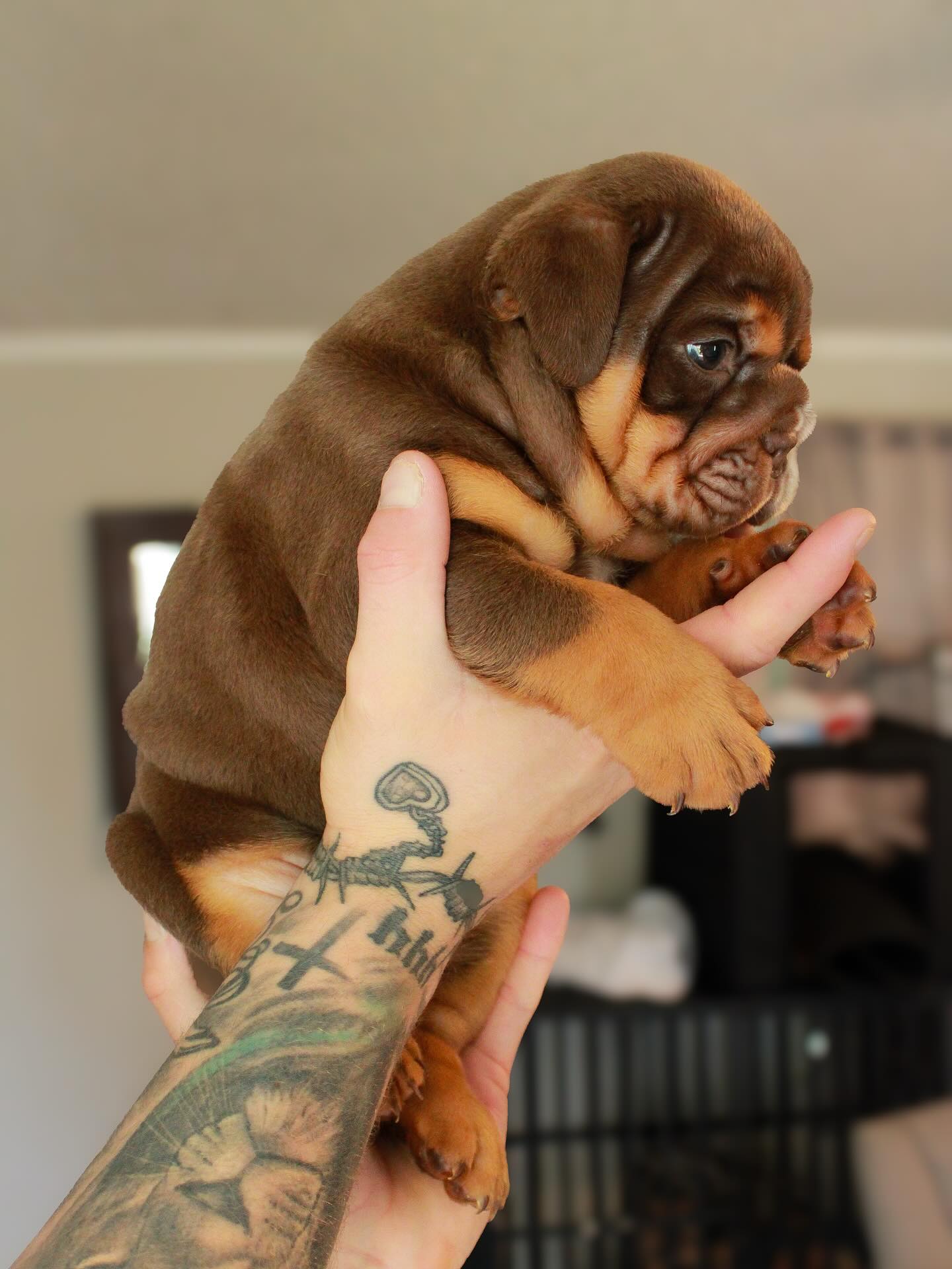 Godspeed English Bulldog puppy from our first litter