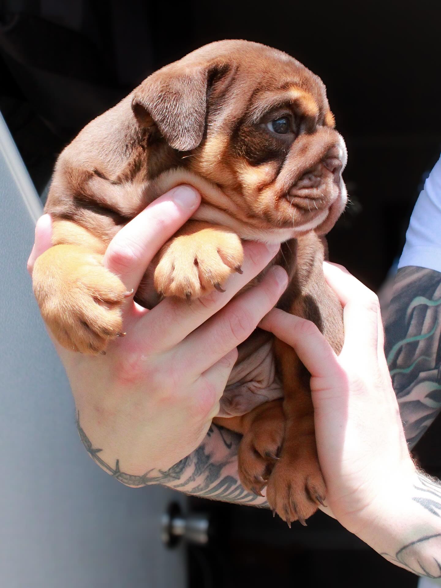 Godspeed English Bulldog puppy from our first litter