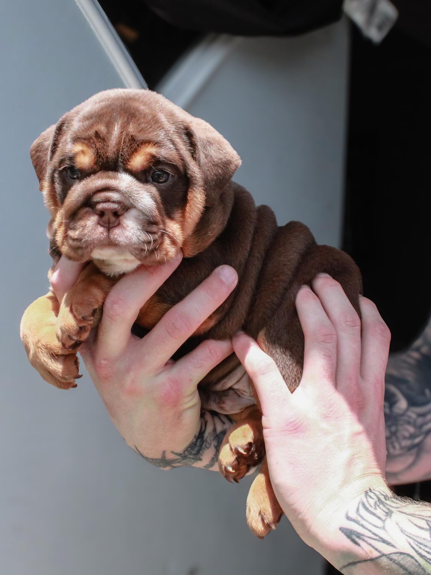 Godspeed English Bulldog puppy from our first litter