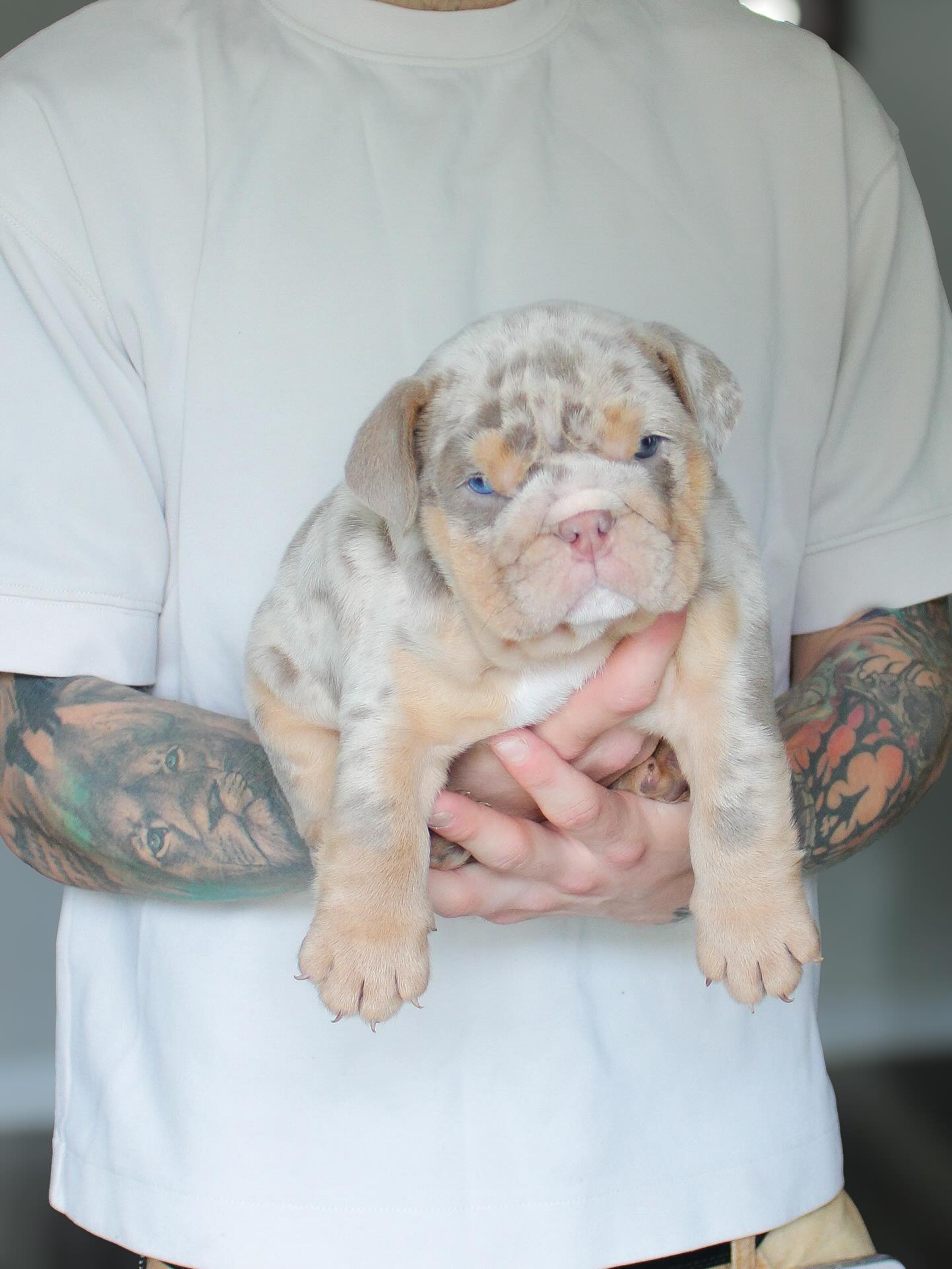 Godspeed English Bulldog puppy from our first litter