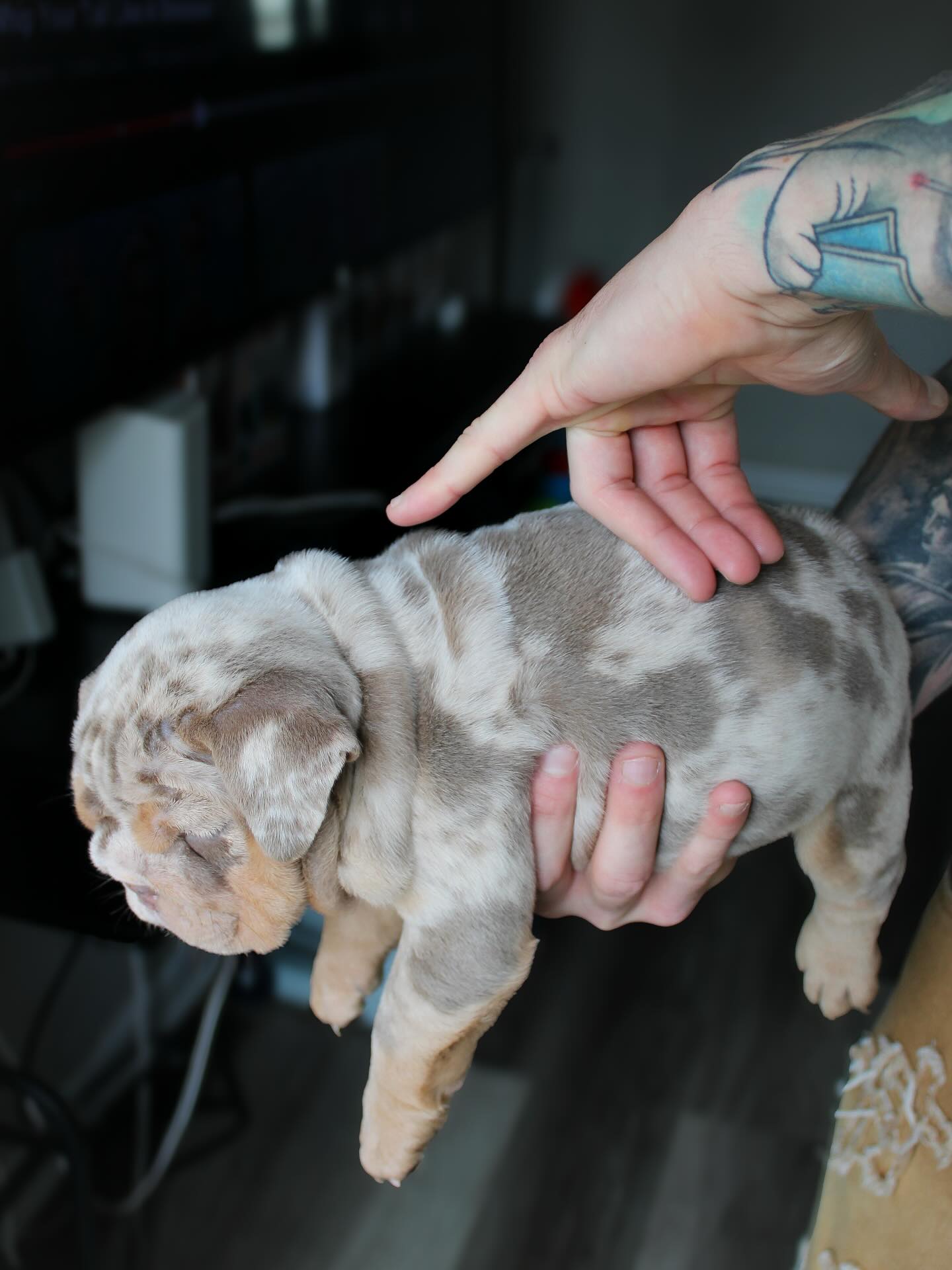 Godspeed English Bulldog puppy from our first litter