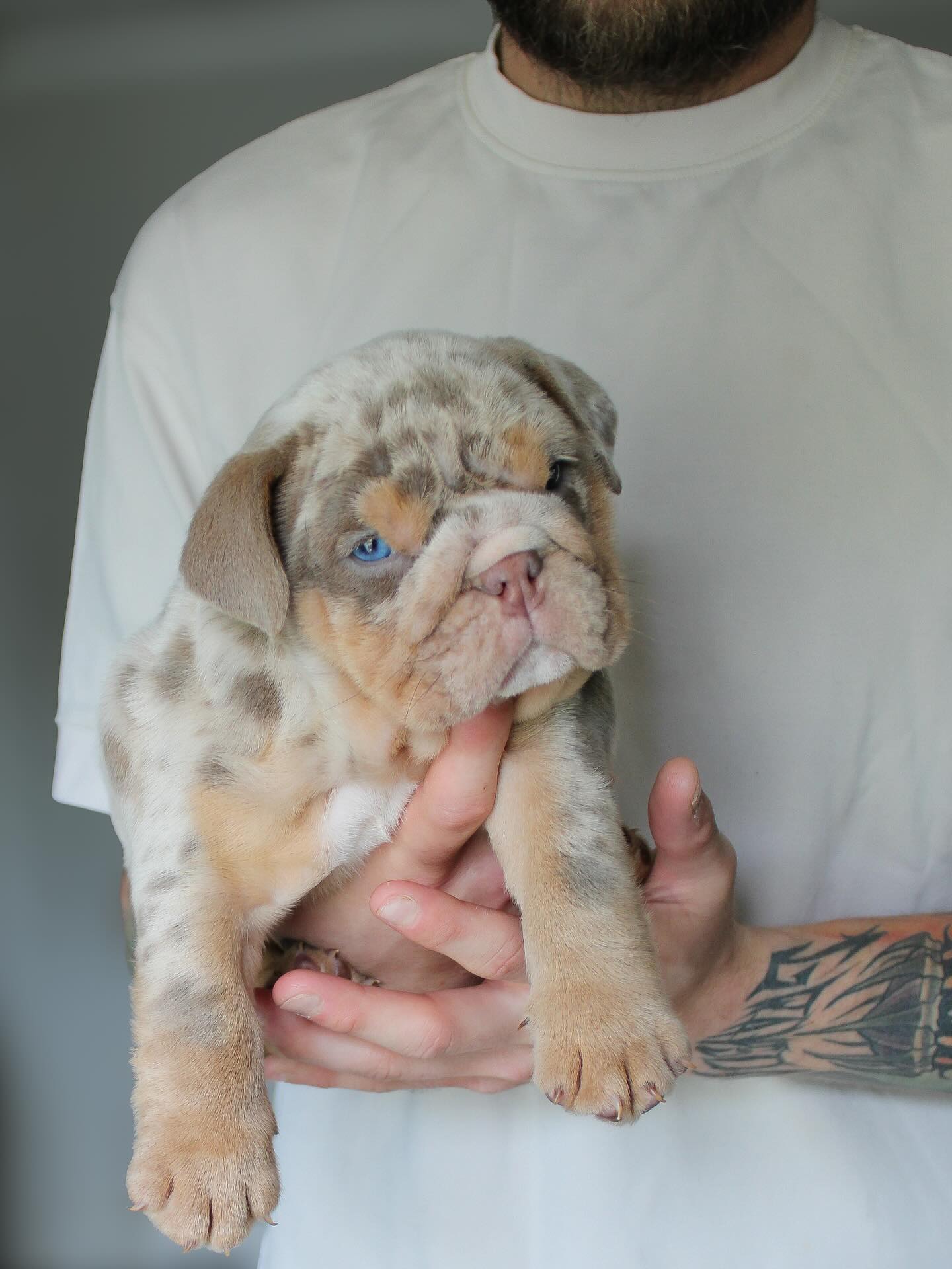 Godspeed English Bulldog puppy from our first litter