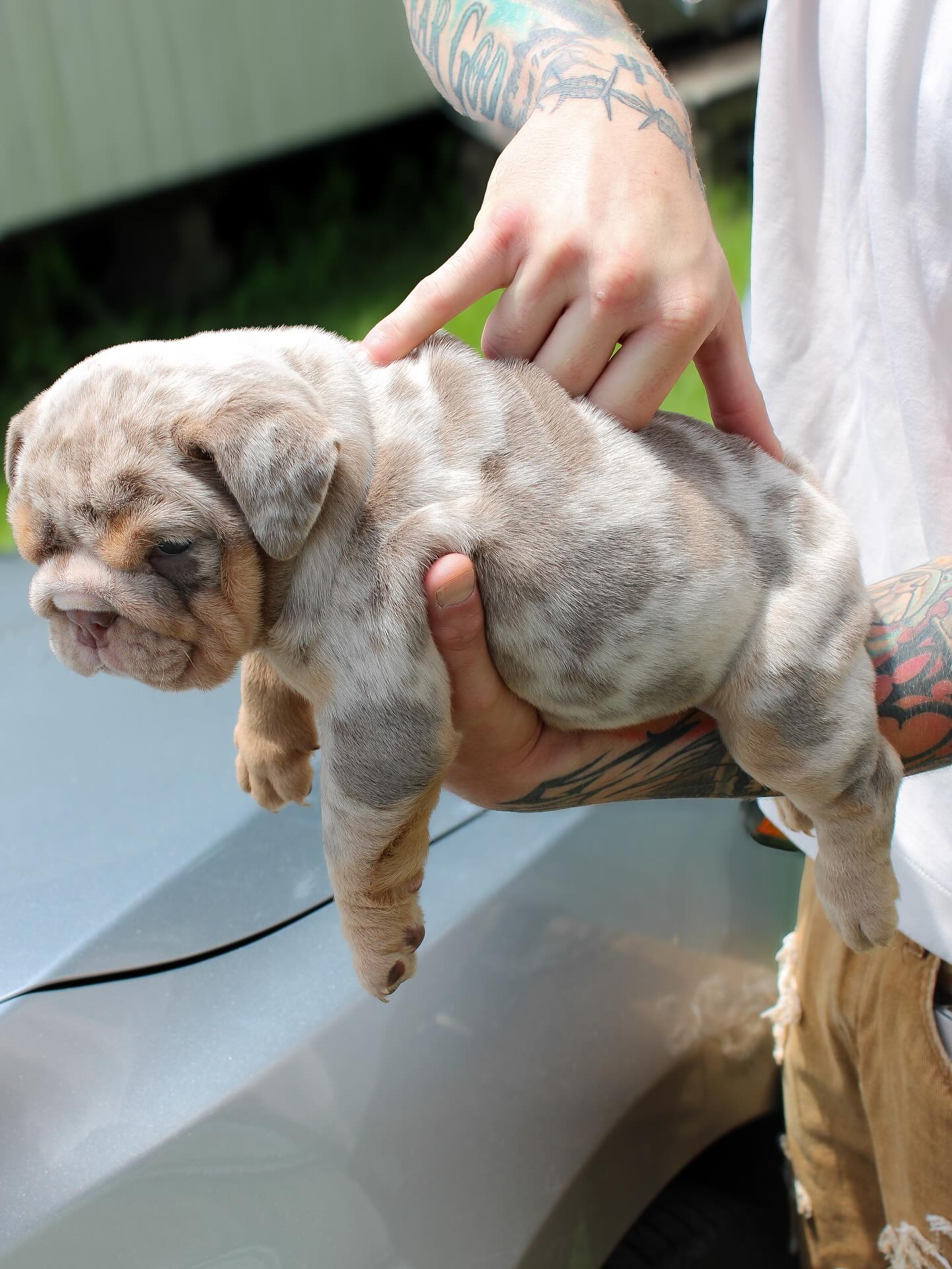 Godspeed English Bulldog puppy from our first litter