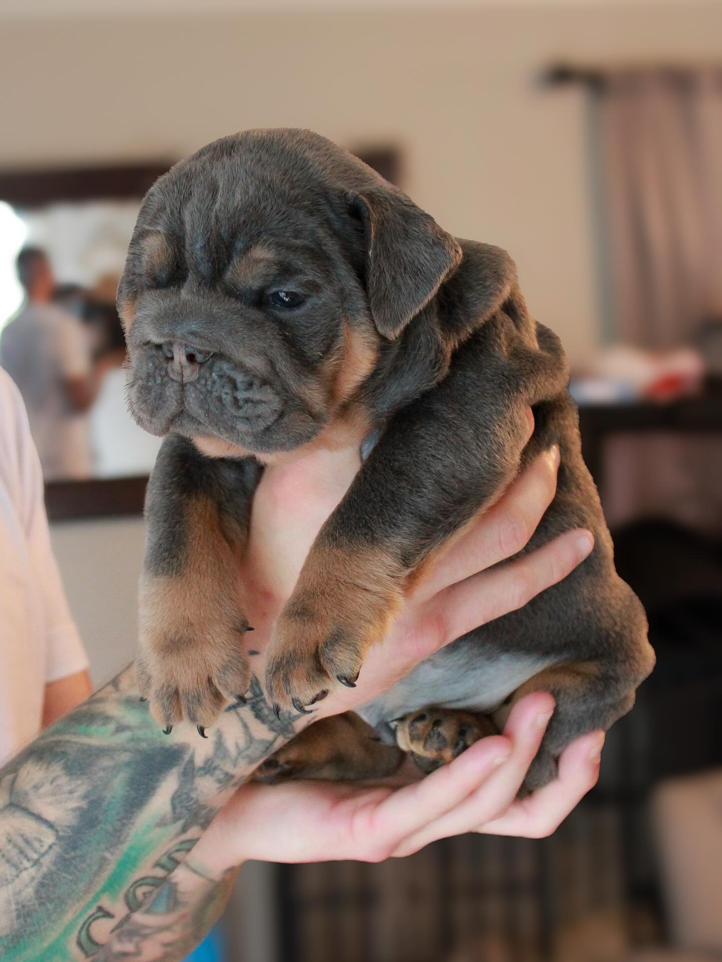 Tank as a puppy