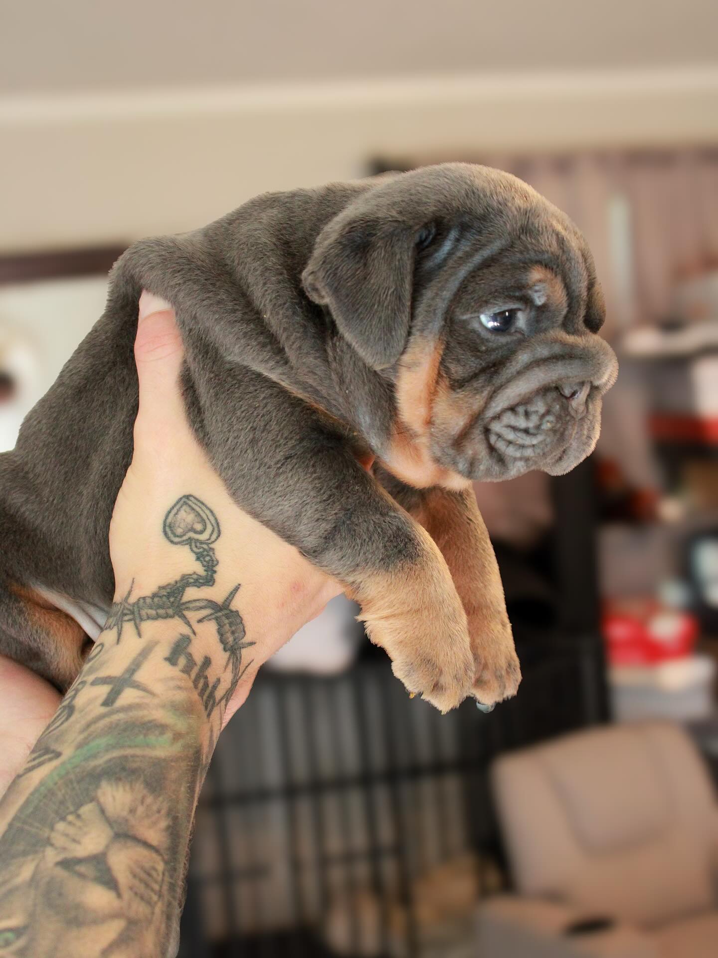 Tank as a puppy, side profile