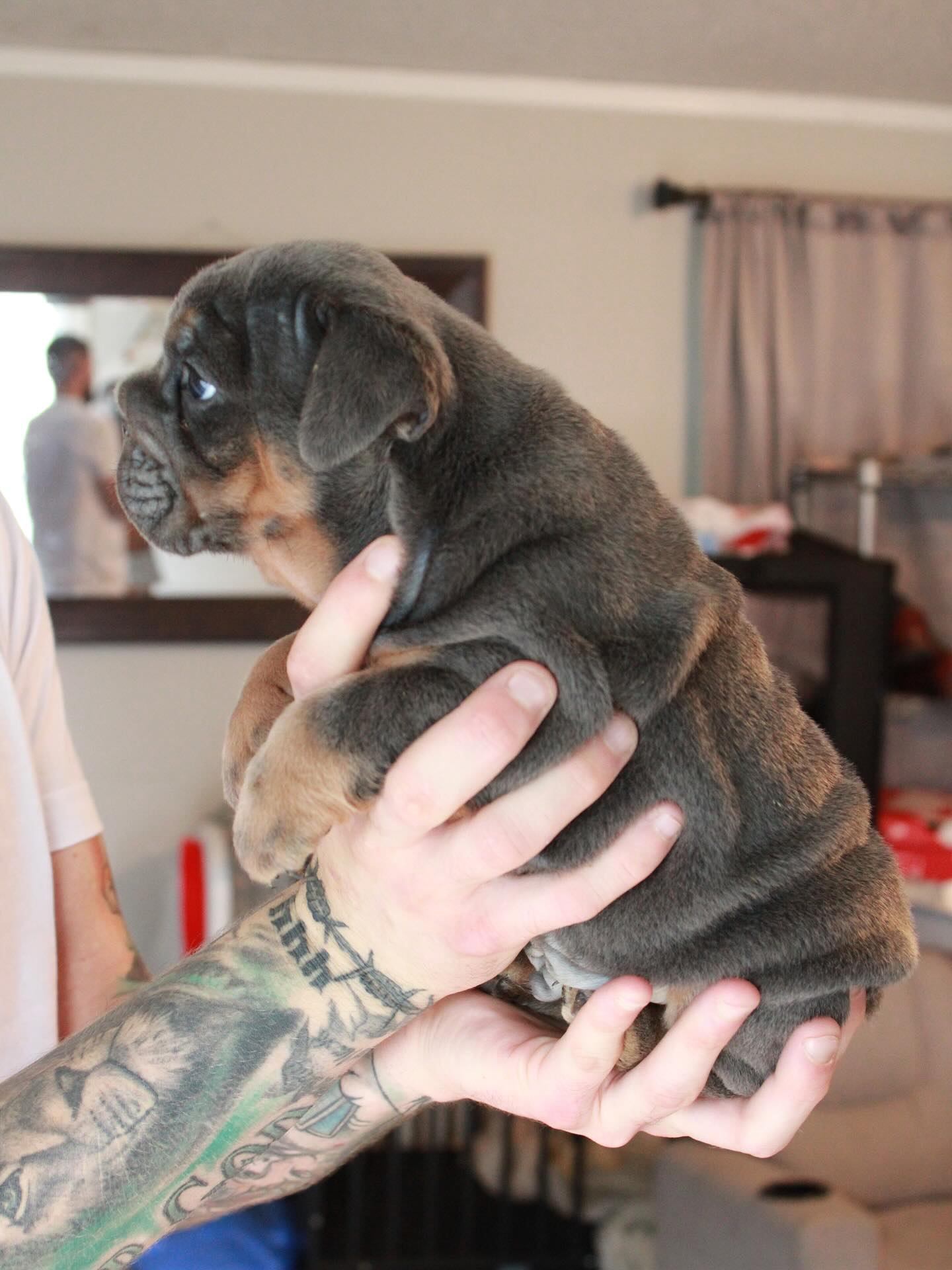 Tank as a puppy, held in hand
