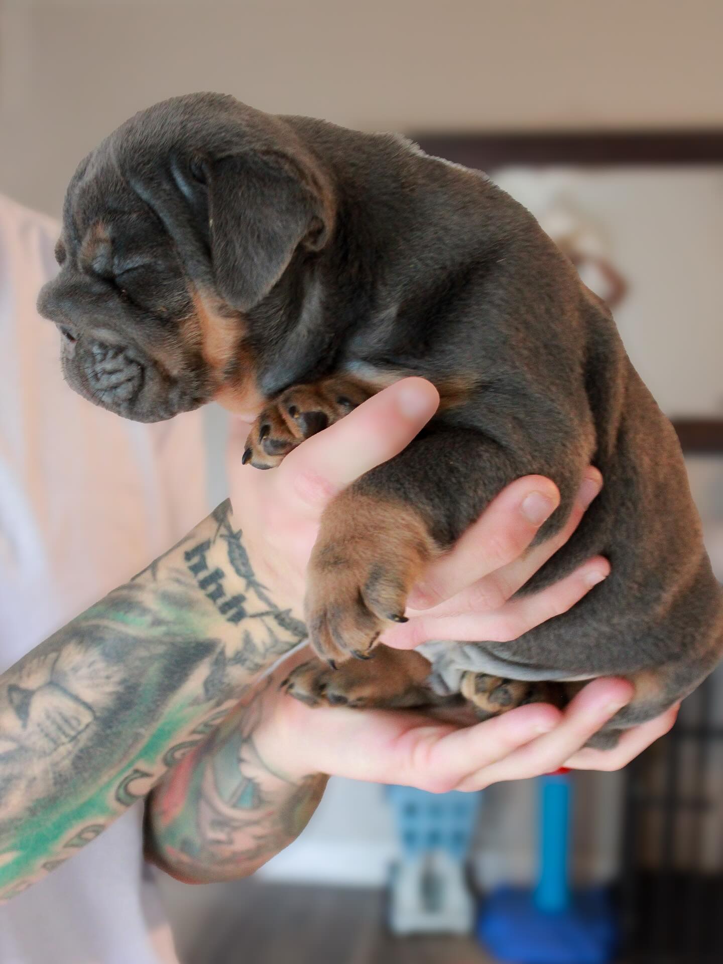 Tank as a puppy, looking down