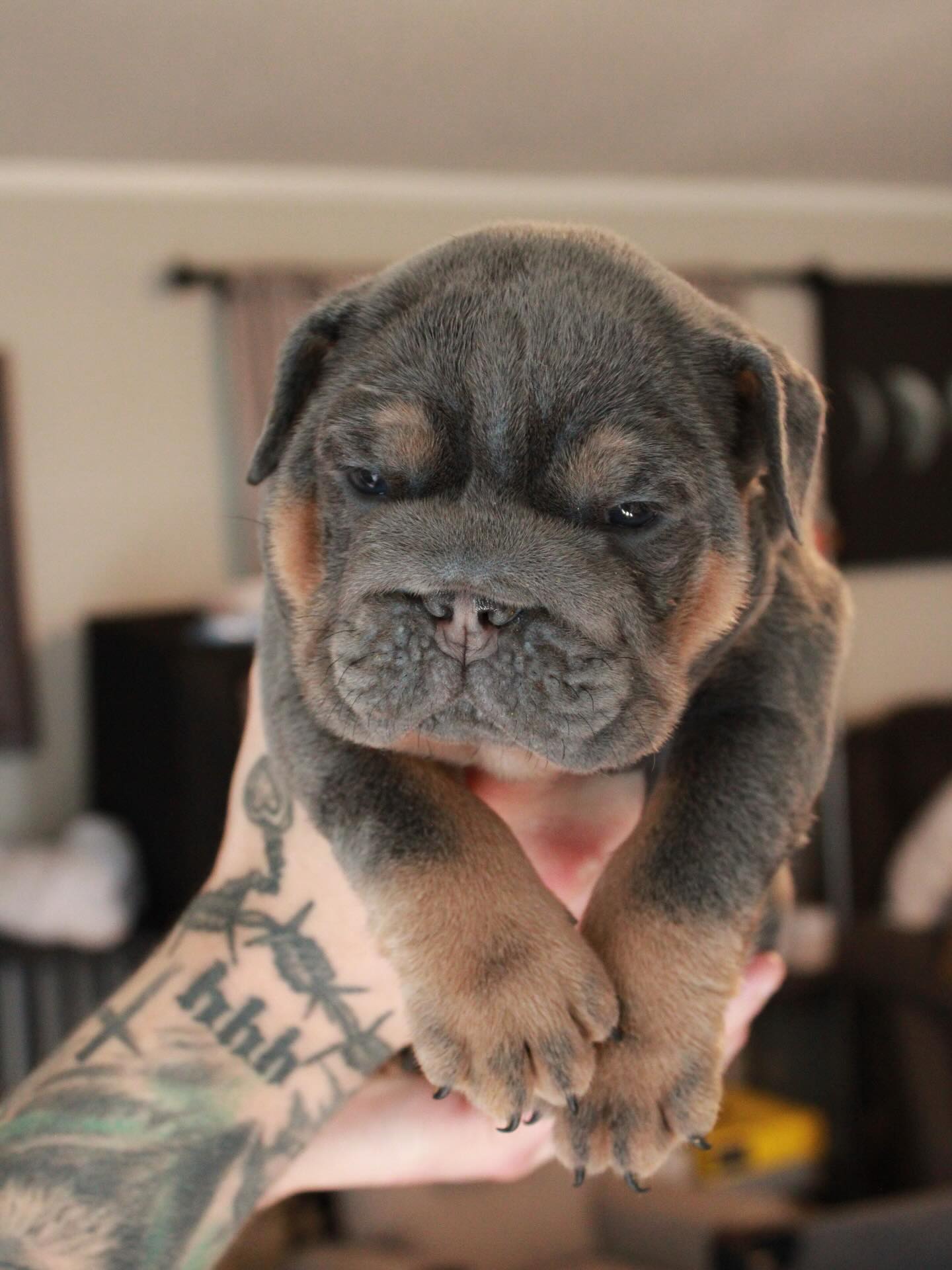 Tank as a puppy, front on