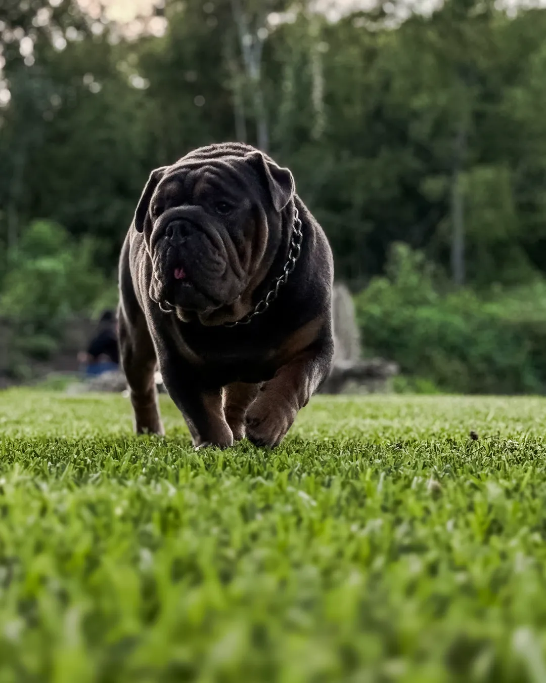 TANK, a blue tri English Bulldog male, walking toward the camera in Houma