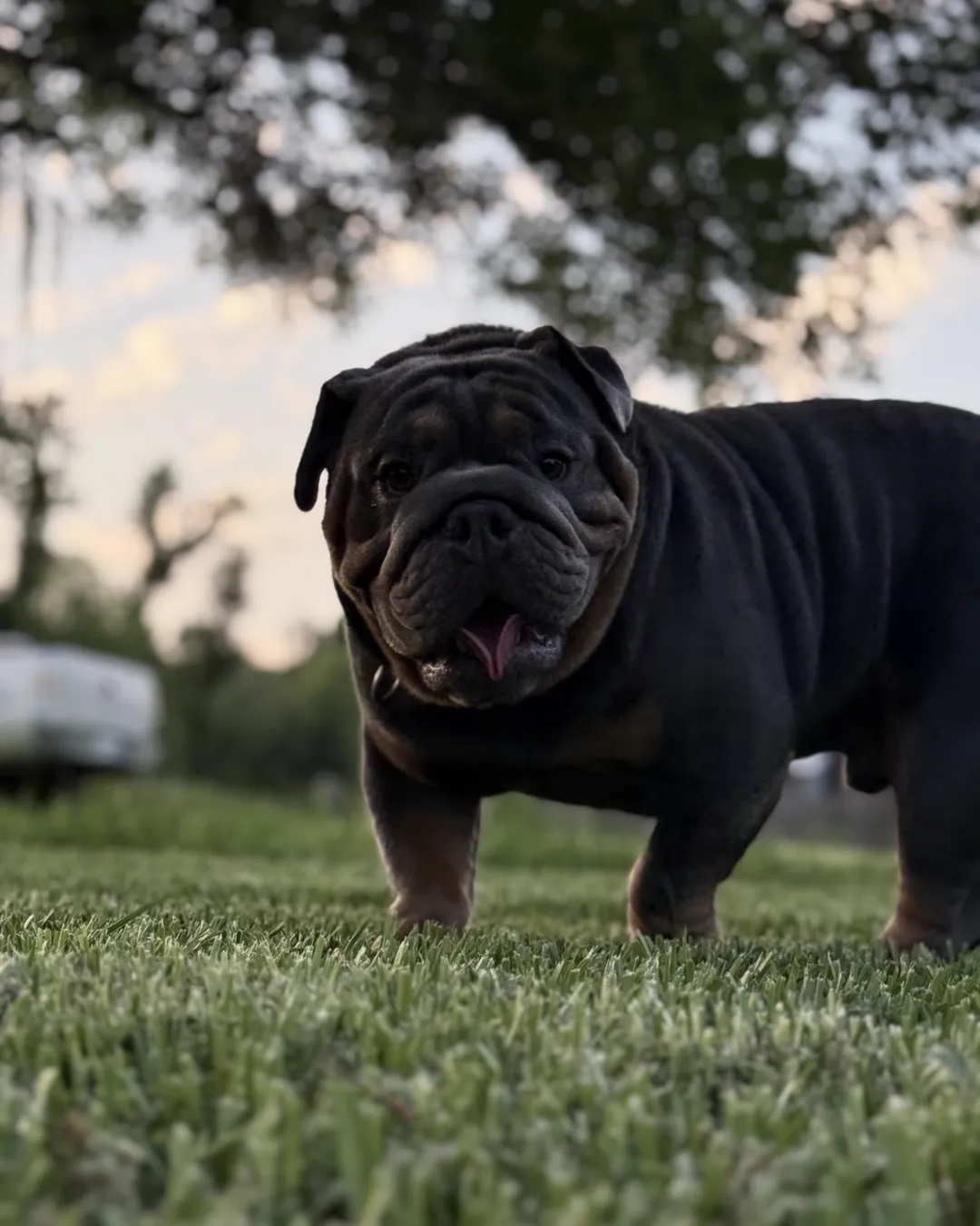 TANK, a blue tri English Bulldog male, standing in golden hour light in Houma