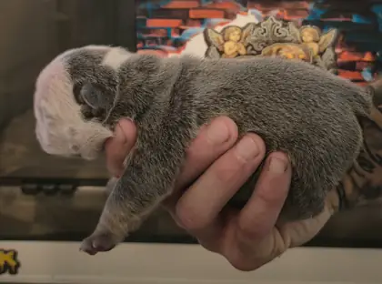 Aphrodite, a blue English Bulldog puppy with white head markings, at six days old