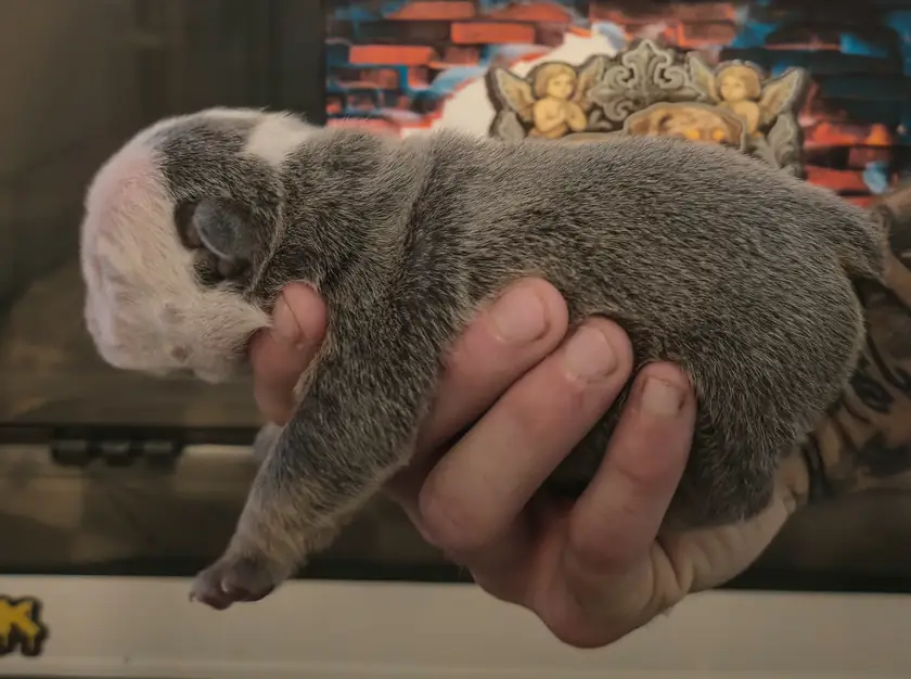 Aphrodite, a blue English Bulldog puppy with white head markings, at six days old