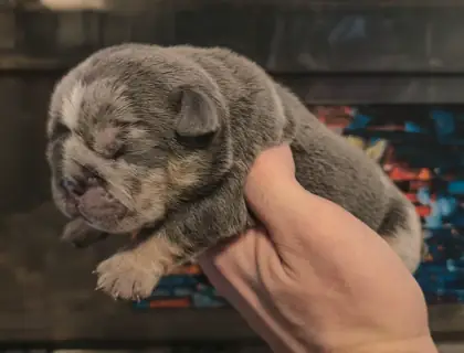 Hades, a blue merle English Bulldog puppy with tan points and a white muzzle, at six days old
