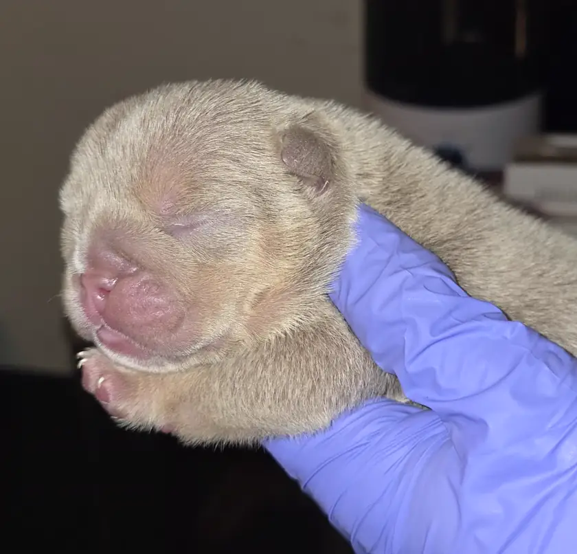 Hercules, a full suit lilac English Bulldog puppy, head and shoulders, at six days old
