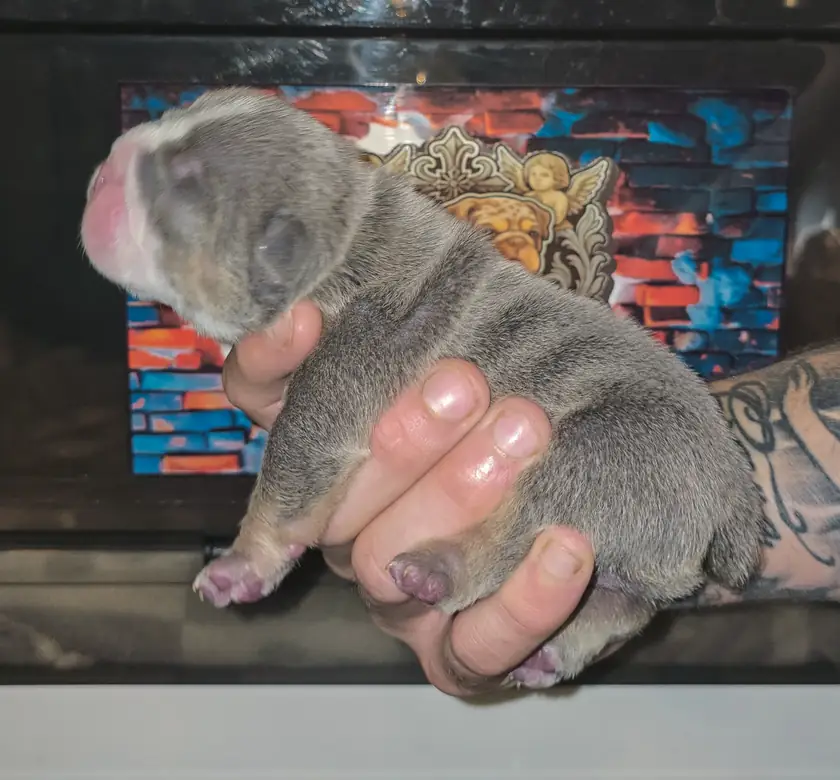 Hermes, a blue English Bulldog puppy with a white blaze down his nose, at six days old
