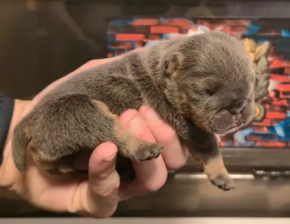 Iris, a blue English Bulldog puppy with tan points, resting on an open hand at six days old
