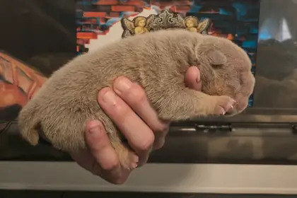 Poseidon, a full suit lilac English Bulldog puppy asleep across an open hand, at six days old