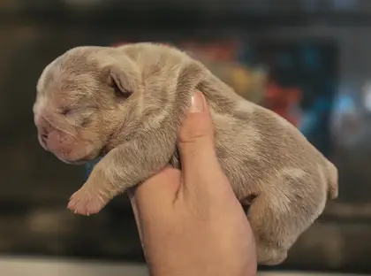 Zeus, a lilac merle English Bulldog puppy, held in one hand at six days old