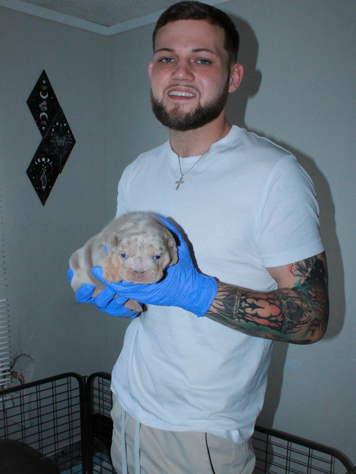 Logan Folse, breeder at Godspeed Bulldogs, holding a merle puppy from the whelping box