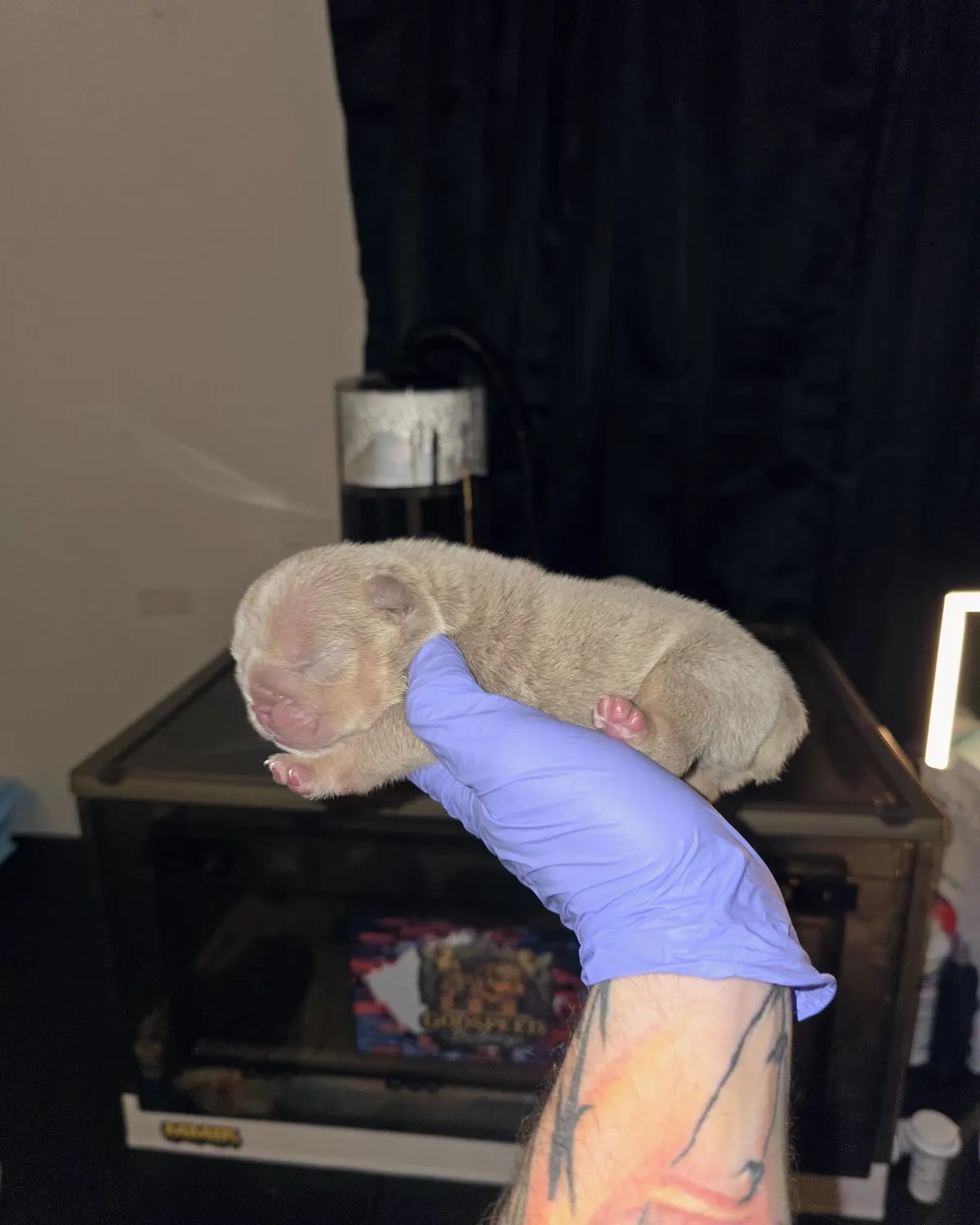 Hercules, a solid lilac Godspeed English Bulldog puppy, held in a gloved hand in his first week