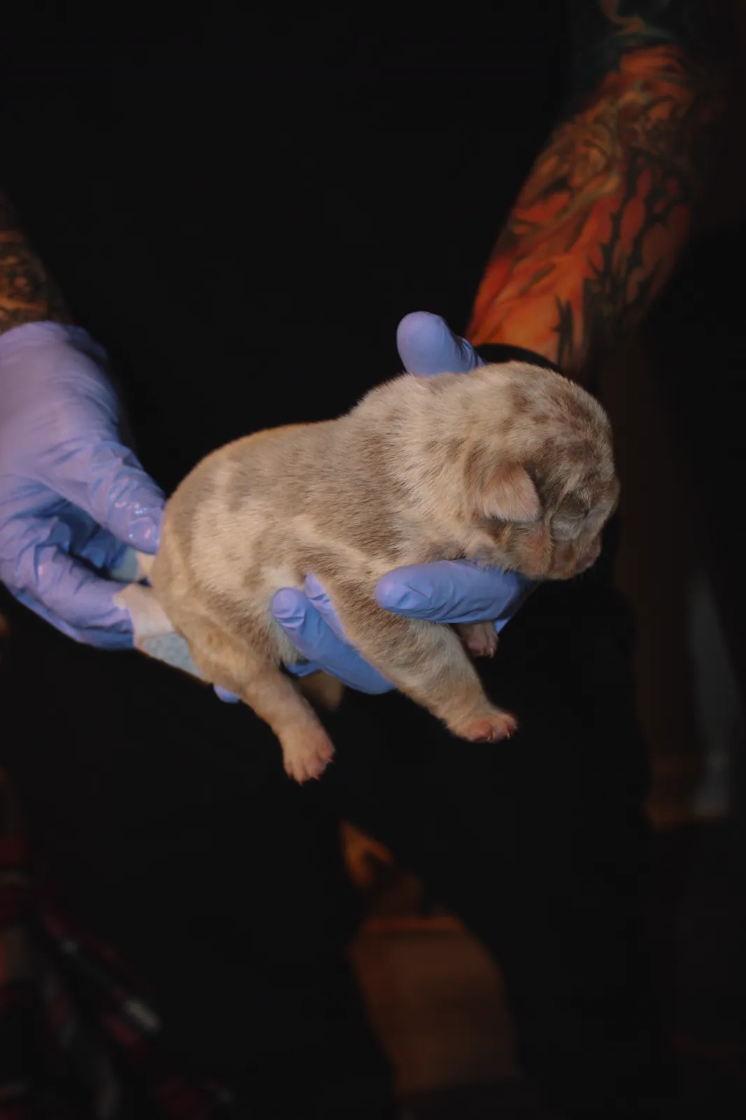 A lilac merle newborn English Bulldog puppy checked in gloved hands at the Godspeed kennel