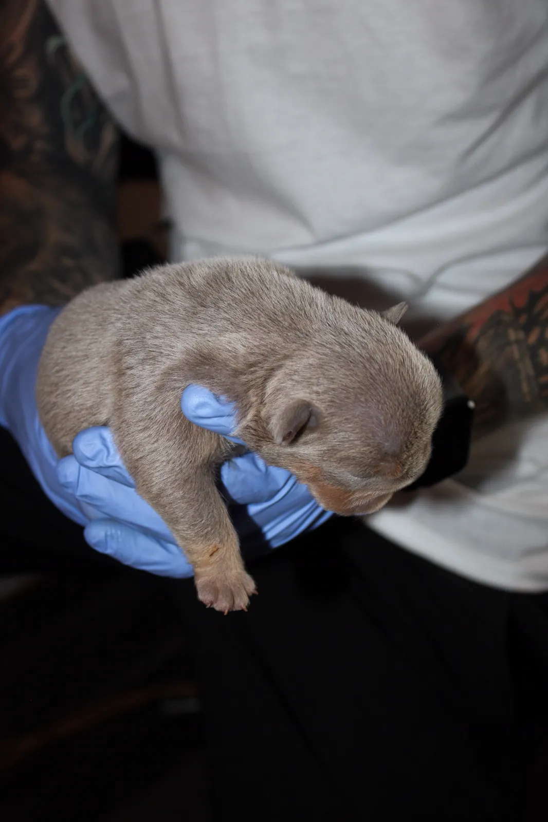 A lilac newborn English Bulldog puppy curled in gloved hands