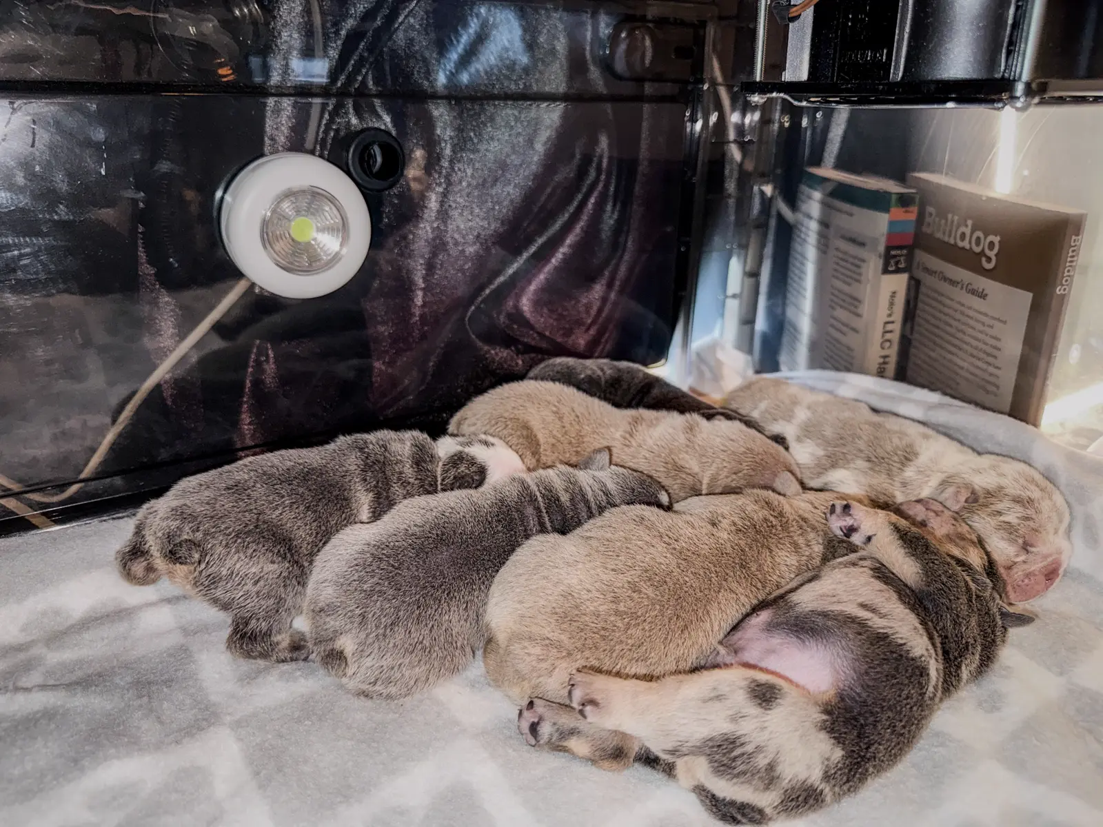 Seven newborn English Bulldog puppies asleep in a pile inside the Godspeed incubator