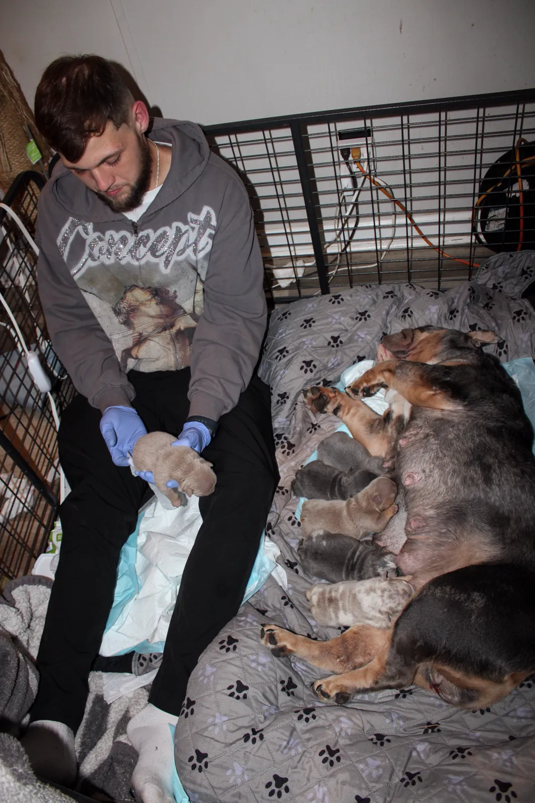 Logan Folse checking a lilac newborn English Bulldog puppy while PHAT MA nurses the rest of the MASTER J litter