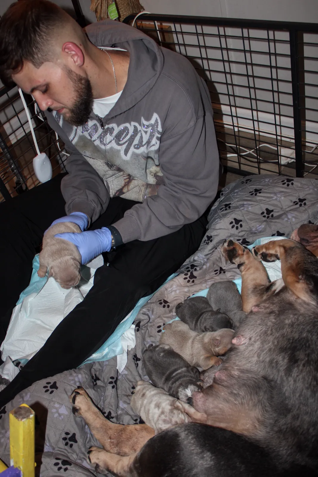 Logan Folse in the whelping pen holding a lilac puppy while PHAT MA nurses the MASTER J litter