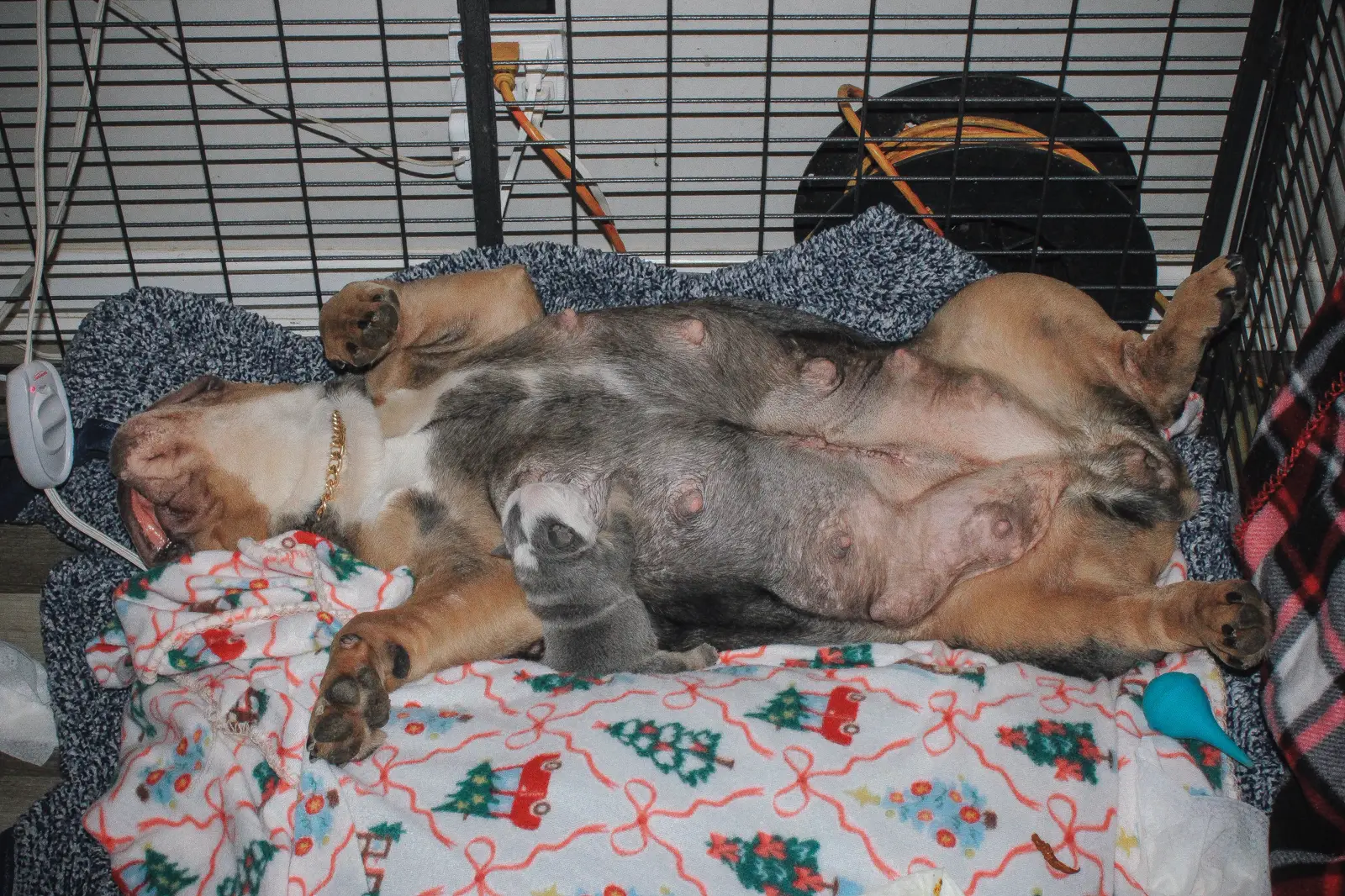 PHAT MA resting on her back after her C-section while a blue puppy nurses
