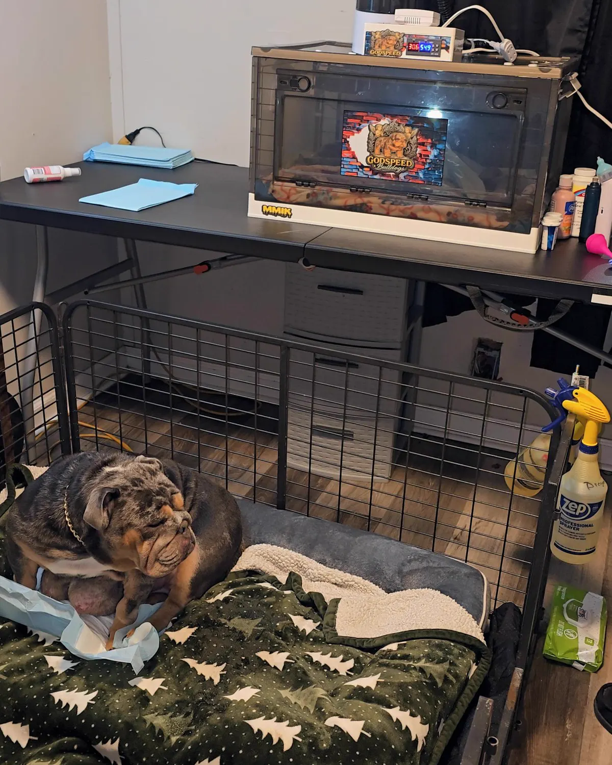 PHAT MA sitting in the whelping pen beside the incubator at the Godspeed kennel
